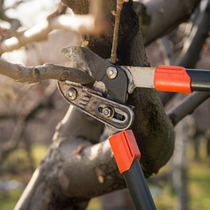 Tree pruning
