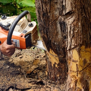 tree removal