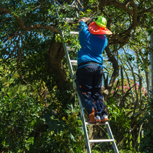 Tree, saw, and ladder