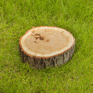 Tree stumps