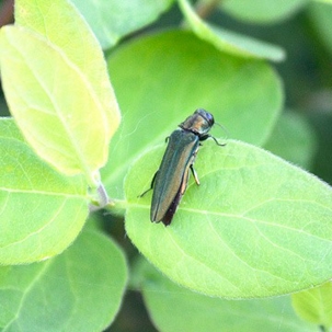 an EAB on leaves