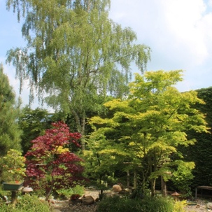 Different kinds of trees