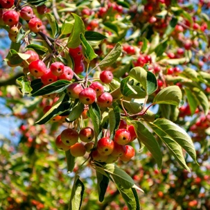 trees to plant for fall
