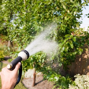 watering-tree-in-summer