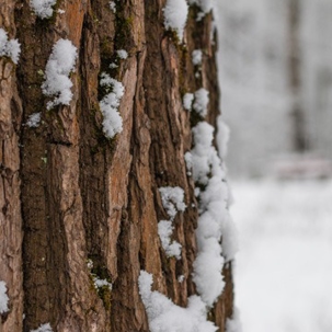 frost cracks on trees