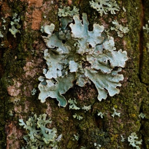lichens