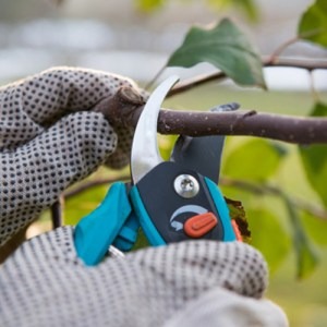 pruning a tree