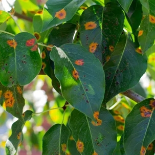 leaves with rust fungus disease