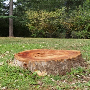 A Tree Stump Removed