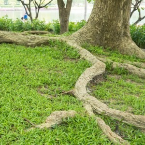 tree roots