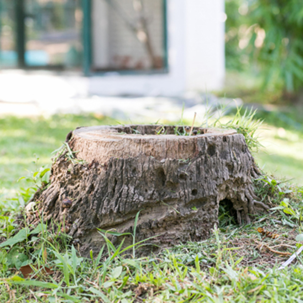 Why tree stumps need to be remove