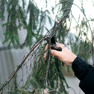 Winter tree pruning