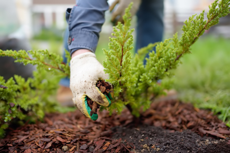 planting landscape