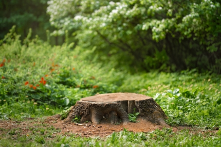 tree stump