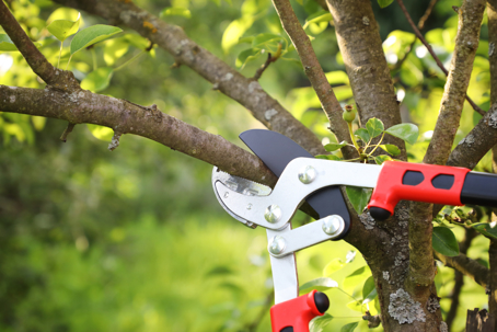 tree trimming