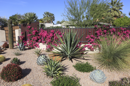 water-wise garden