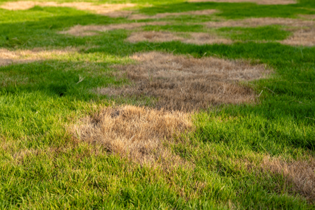 brown patch