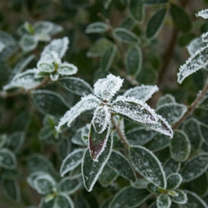 protect plants for winter