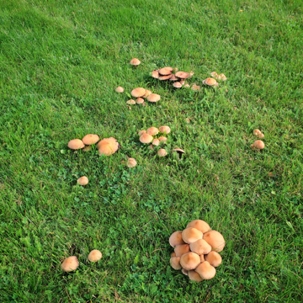 prevent lawn fungus
