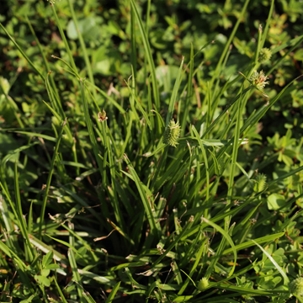 getting rid of-crabgrass