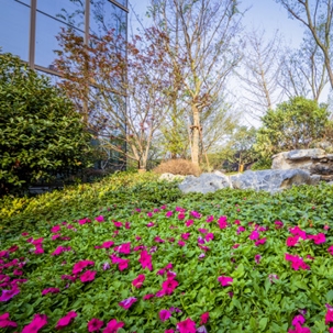 a beautiful garden of flower