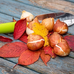 planting fall bulbs