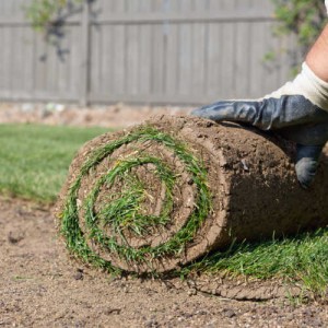 tips for successful sod