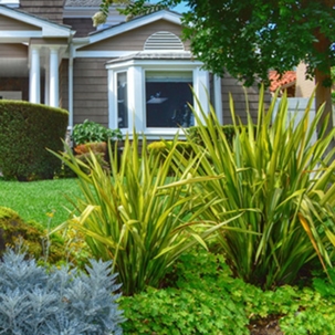 Bring tropicals to your landscape