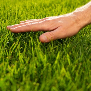 Why Lawn Needs Aeration
