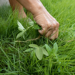 Hands Picking Weeds