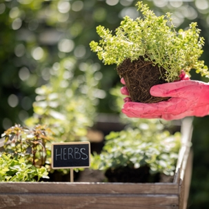 Planting herbs