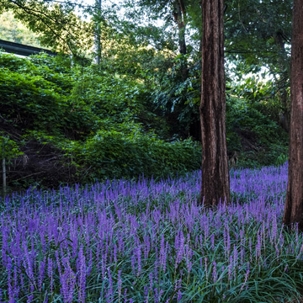 ground cover