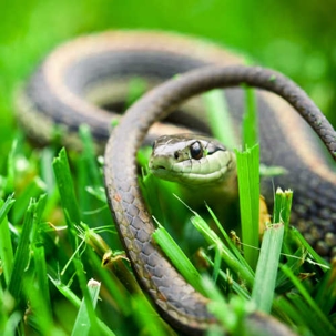 Keeping snakes away