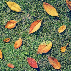 Fall lawn care tips