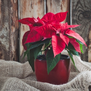 Caring for Your Poinsettia Past the Holidays