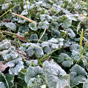 Can weeds survive winter