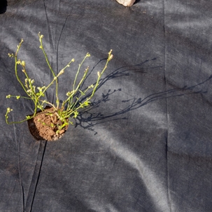 remove landscape fabric