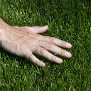 Caring for bermuda grass
