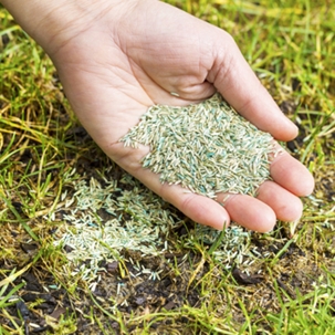 Hand with seeds