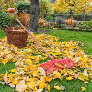 Raking Lawn