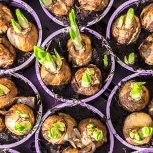 great bulb sprouting