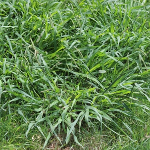 Crabgrass