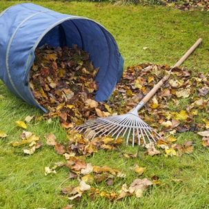 Rake and leaves