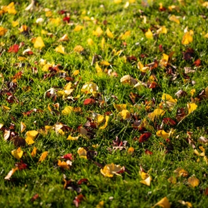 Fall grass care