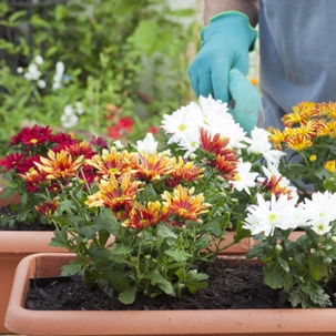 flowers in a pot