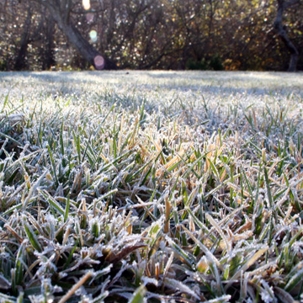 caring for grass in winter