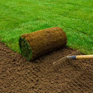 installing sod this summer