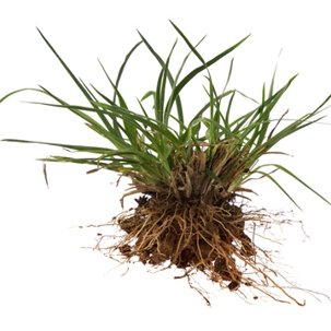 getting rid of crabgrass