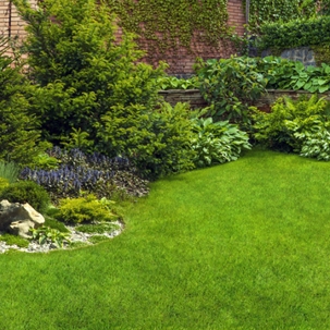 Fertilize lawn