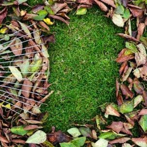 lawn care this month